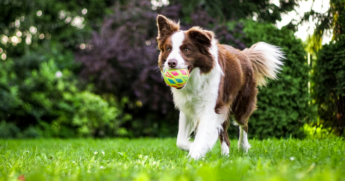 Znanstvenici otkrivaju tri osobine po kojima se prepoznaju najpametniji psi