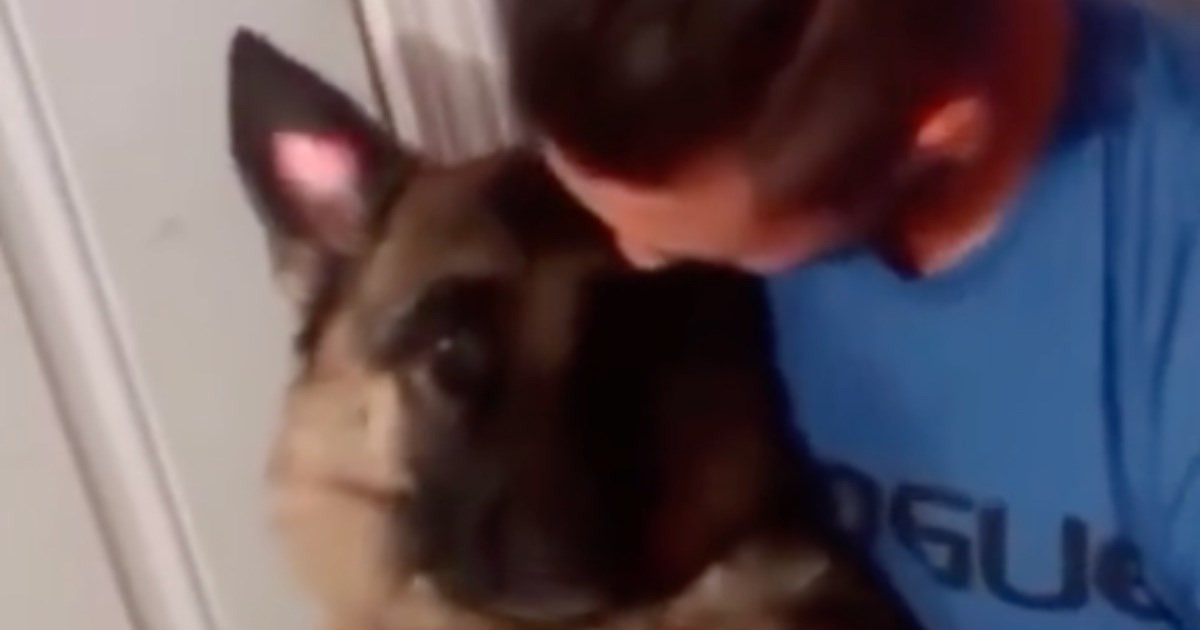 Vlasnik tješio veliku njemačku ovčarku, njezina reakcija na kraju je najslađa