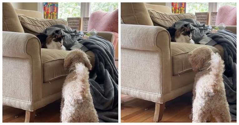 Nevjerojatan video: Psi su osjetili da se život obiteljske mačke približava kraju