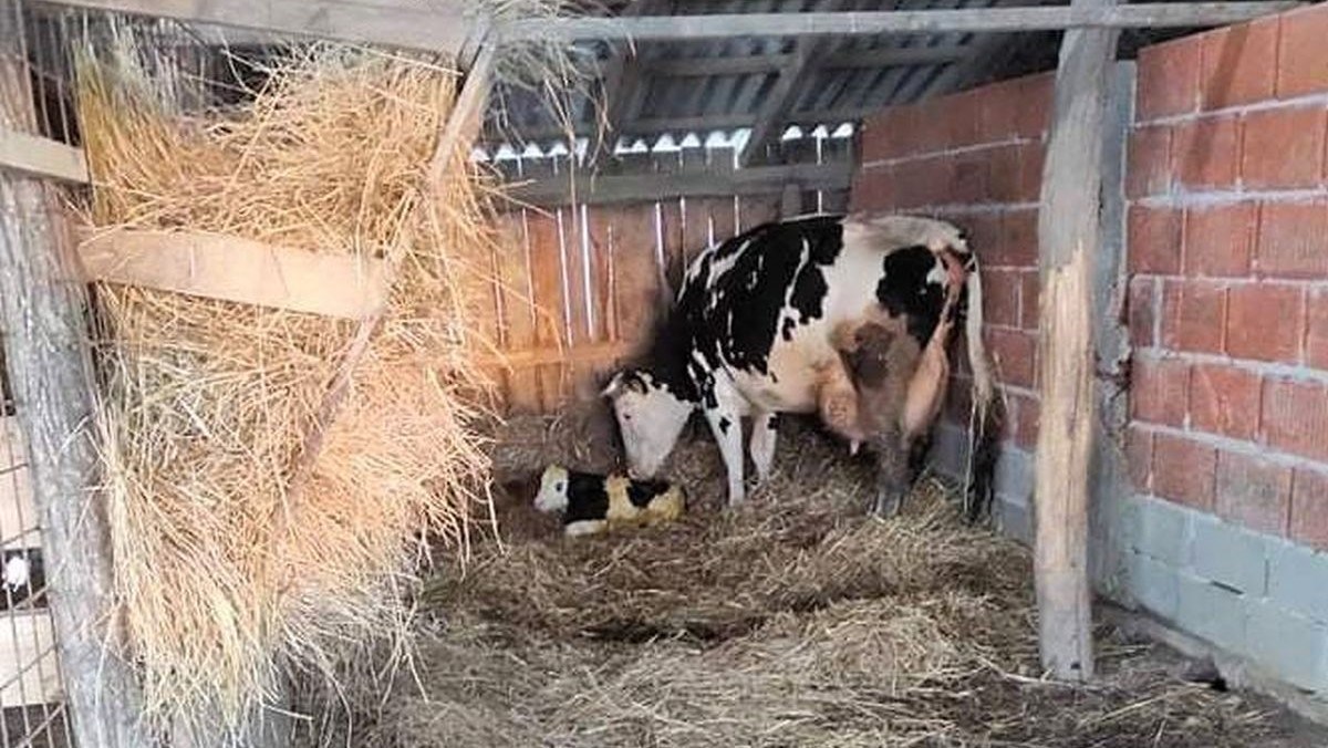 Krava koja je spašena nakon potresa rodila u utočištu, njena beba simbol je nade