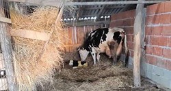 Krava koja je spašena nakon potresa rodila u utočištu, njena beba simbol je nade