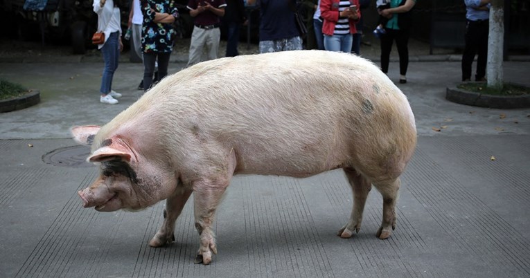 Uginula svinja koja je preživjela 36 dana pod ruševinama nakon potresa 2008. godine