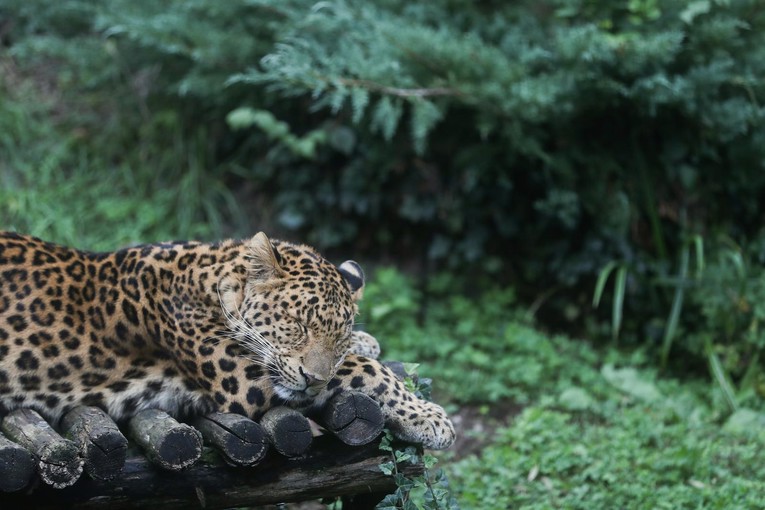 Prijatelji životinja traže kraj razmnožavanja životinja u zagrebačkom ZOO-u