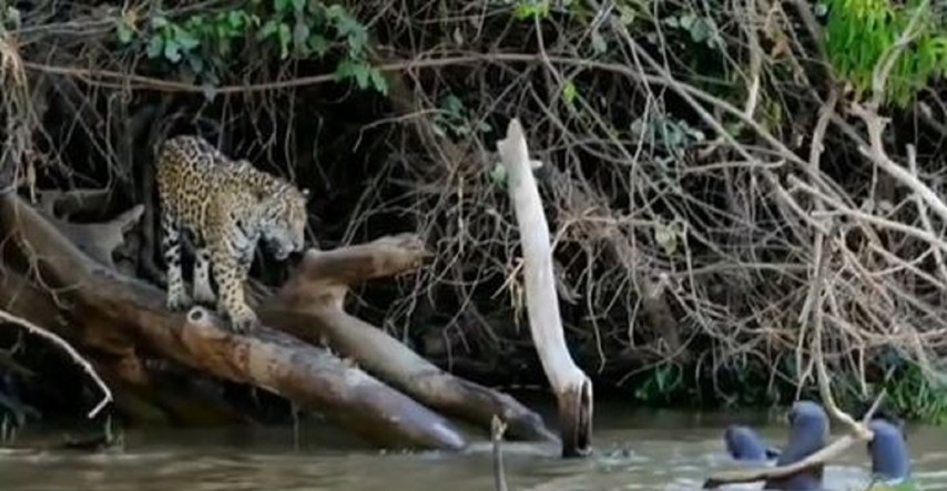 VIDEO Jaguar vrebao vidre, one se udružile i uspjele obraniti
