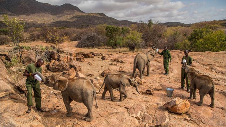 Gotovo zabranjena prodaja divljih afričkih slonova zoološkim vrtovima