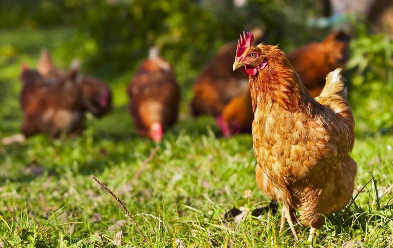 Američki CDC pozvao ljude da ne ljube kokoši, kaže da se tako širi salmonela
