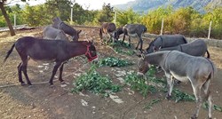 Crnogorci prodali magarca, sav novac donirat će Petrinji