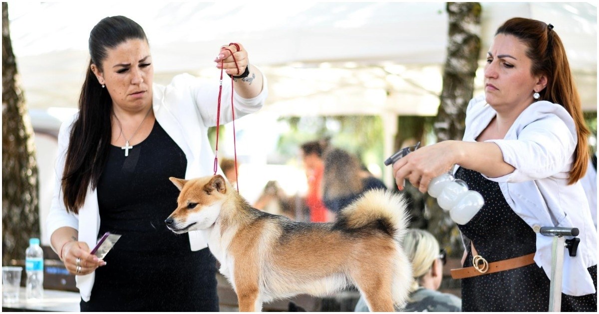 U Samoboru održana nacionalna izložba pasa, vlasnici ponosno prošetali ljubimce
