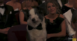 Ovaj pas bio je zvijezda dodjele Oscara, sjedio je u publici
