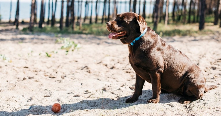 Veterinarka savjetuje koje je najbolje vrijeme za šetnju psa tijekom vrućih dana