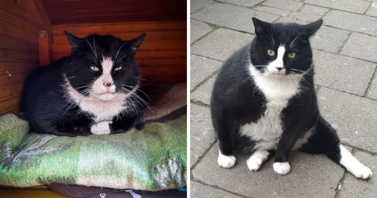 Ovaj ulični mačak glavna je atrakcija u poljskom gradu, turisti ga obožavaju