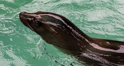 Na plažama Kaspijskog jezera pronađeno najmanje 2500 uginulih tuljana