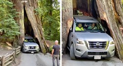VIDEO Pokušao autom proći kroz 2500 godina staro drvo pa ga oštetio