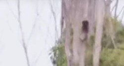 VIDEO Koale se drže za drveće dok ga ljudi sijeku. Padaju zajedno s njim
