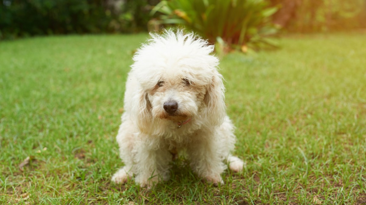 Psi imaju poseban način na koji pronalaze mjesto za izvršiti nuždu