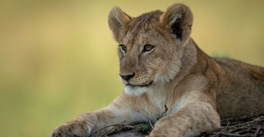VIDEO Pronađeno savršeno očuvano lavlje mladunče iz ledenog doba staro 28.000 godina