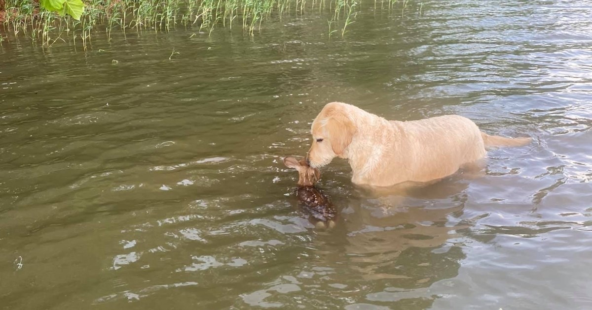 Pas spasio lane od utapanja pa se nastavio brinuti o njemu