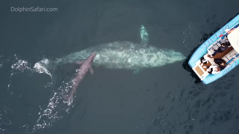 Prizor oduševio turiste: Ženka kita okotila mladunče tik uz njihov brod