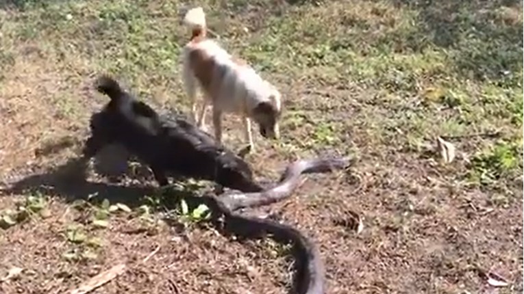 Četiri psa zaštitila obitelj od velike i otrovne zmije