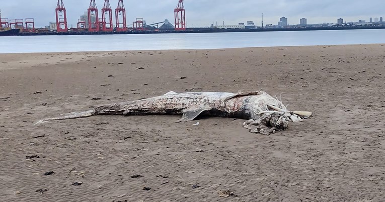 Na plaži u Engleskoj nađeno ogromno morsko stvorenje: "Nisam vidio ništa slično"