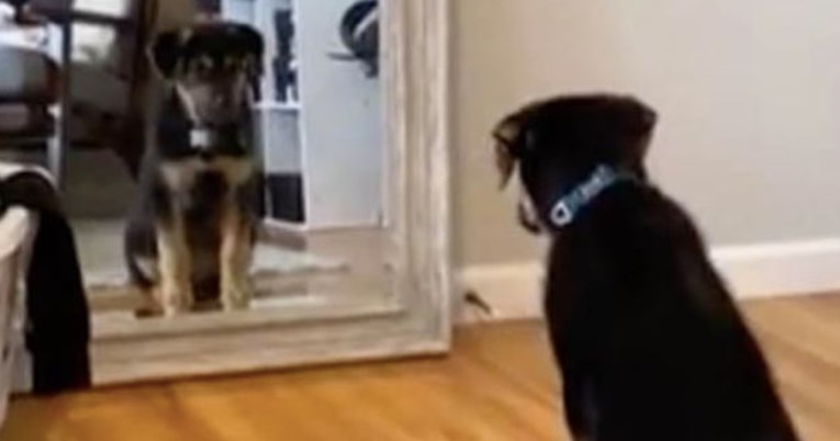 Psić se ugledao u ogledalu pa napravio nešto što će vas rastopiti