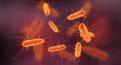 U Europi raste broj zaraza Escherichijom coli otpornom na antibiotike