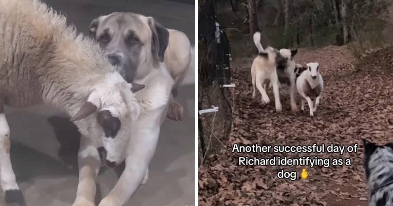 Ovan koji misli da je pas postao je vođa psećeg čopora koji ga je usvojio