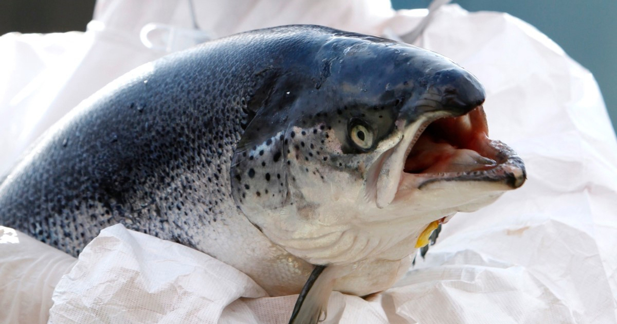 Divlji lososi pod utjecajem kokaina prelaze veće udaljenosti