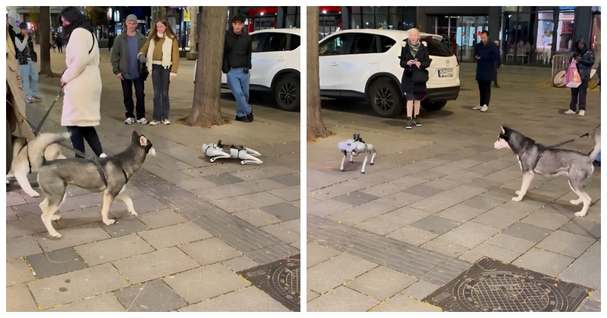 Pogledajte kako su ovi psi reagirali na prvi susret s robotom