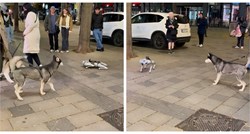 Pogledajte kako su ovi psi reagirali na prvi susret s robotom