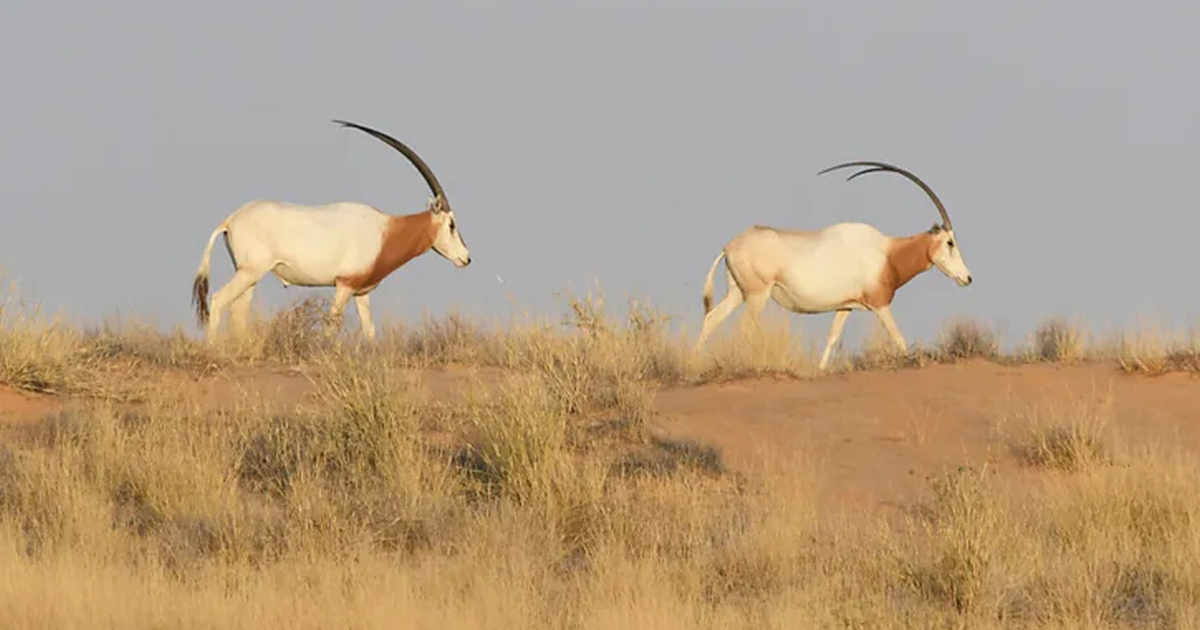 Sabljorogi oriks izumro u divljini vraćen u Afriku nakon uzgoja u zatočeništvu