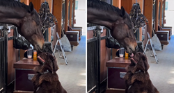 Pogledajte kako ovaj konj i pas razmjenjuju poljupce, prizor otapa srca