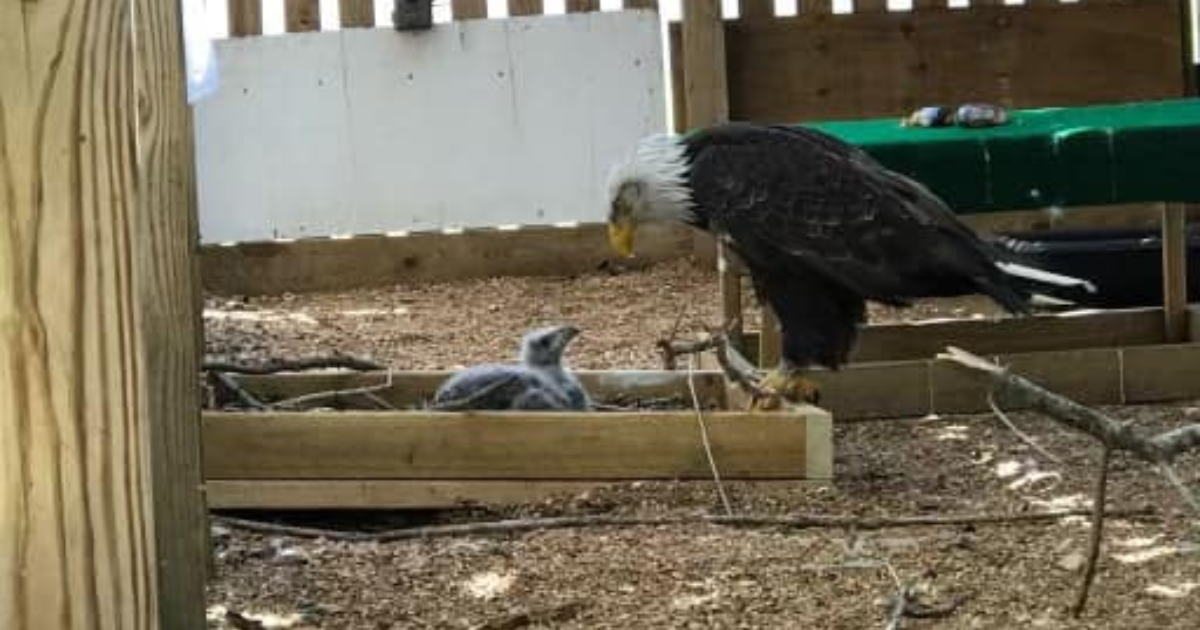 Orao toliko htio biti tata da je čuvao kamen. Sad se brine o ptiću bez roditelja