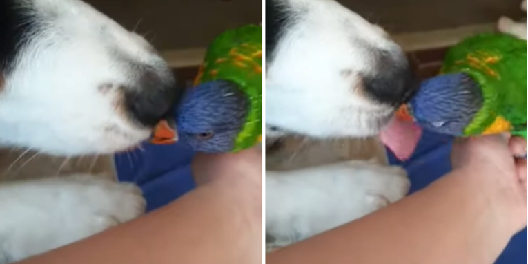 Papiga i pas se obožavaju i ne mogu si prestati davati pusice