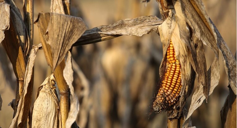 Croatia osiguranje će poljoprivrednicima zbog suše isplatiti gotovo 14 milijuna kuna