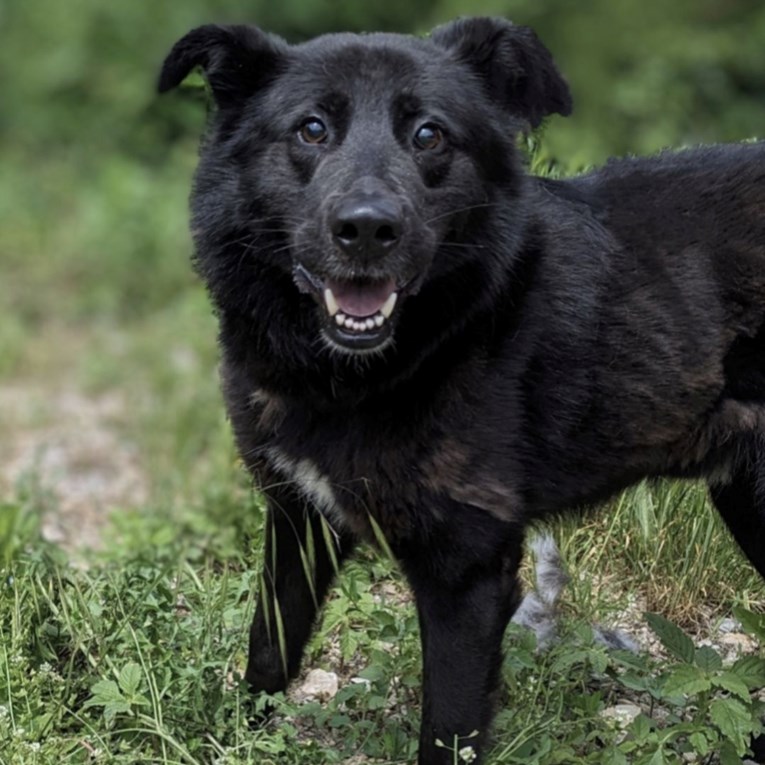 Iza epilepsije krije se najveće srce: Noa traži dom koji će mu donijeti mir