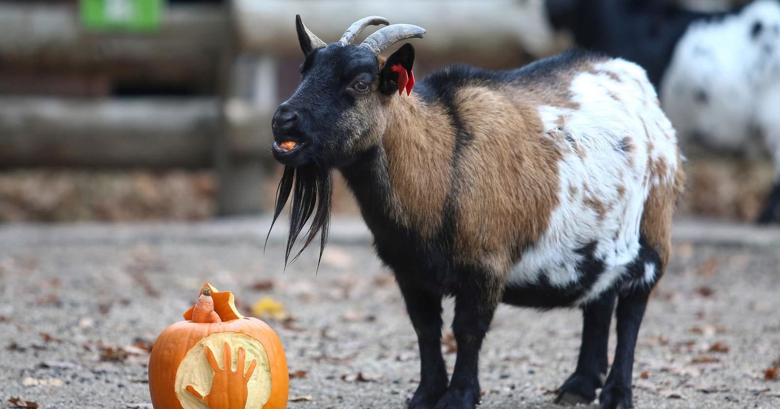 Dijete u Zoološkom vrtu u Zagrebu povuklo kozu, ona ga ogrebala. Roditelji zvali policiju