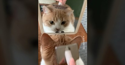 "Jao, kako sam lijepa": Ova maca obožava kad je vlasnica četka