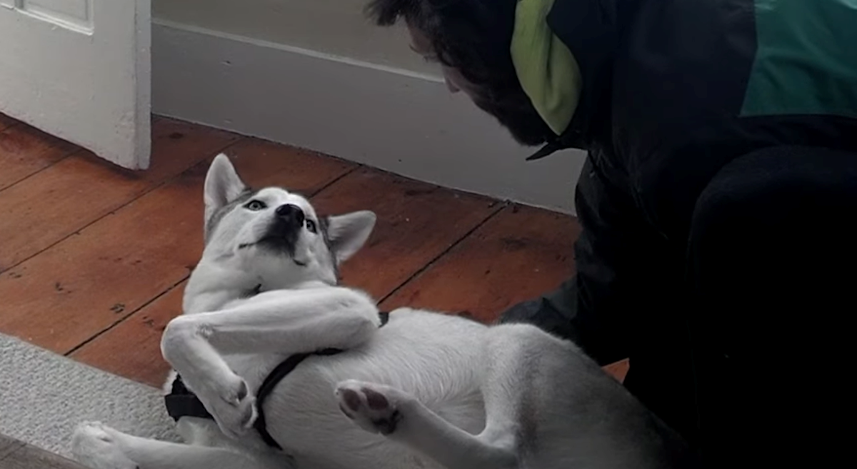 Haski odbio ići u boks pa "rekao" nešto što je dobro nasmijalo njegovog vlasnika