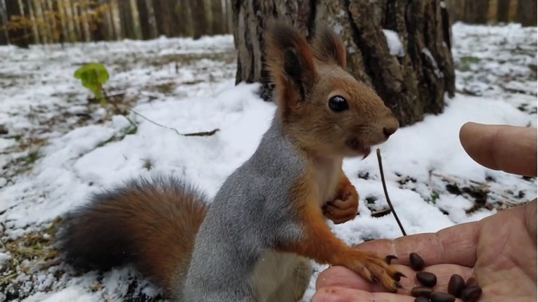 Iz ruke hranio vjevericu u šumi, video oduševio ljubitelje životinja