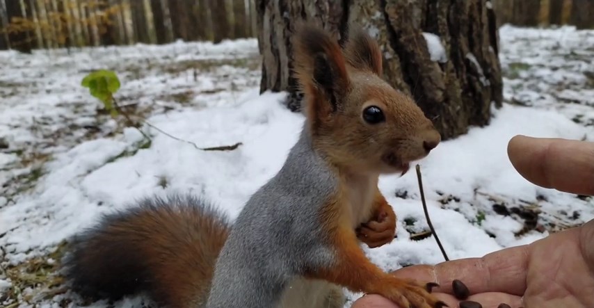 Iz ruke hranio vjevericu u šumi, video oduševio ljubitelje životinja
