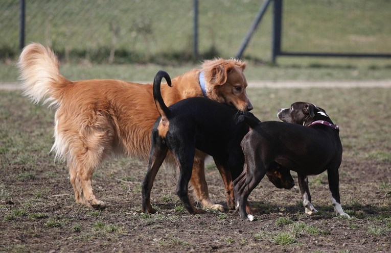 Upozorenje vlasnicima pasa u Zagrebu: Netko namjerno ostavlja okolo hranu s čavlima