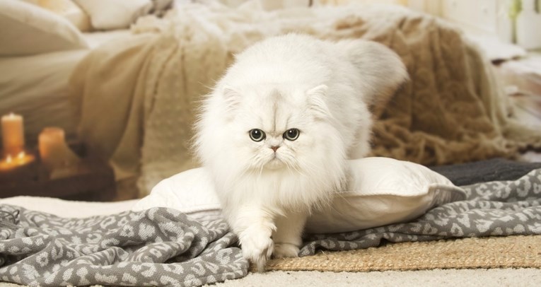 Kako održati bjelinu perzijske mačke?
