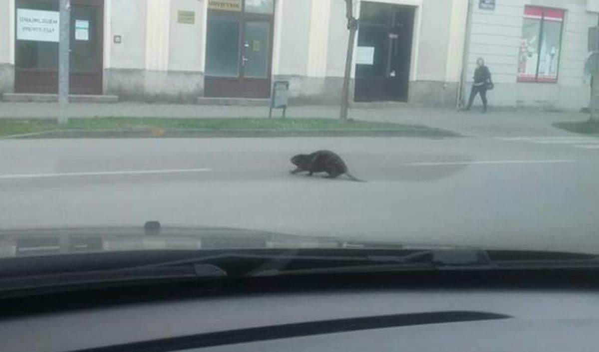 U Koprivnici uplašeni dabar zalutao u grad, debeli reponja brzo spašen