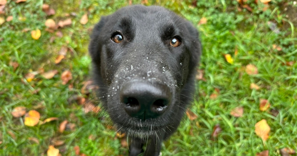 Mili pogled dobrog Spikea osvaja srca. Mladi pas traži dom u kojem će sretno živjeti