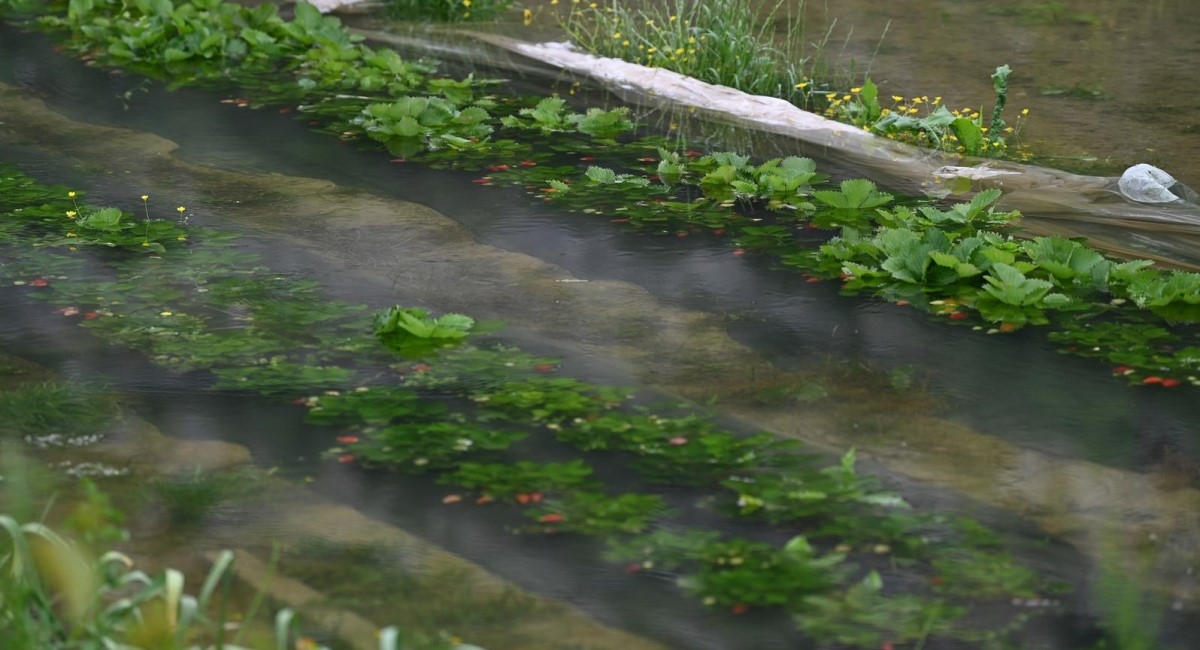 Poplave u Vrgorcu uništile jagode na otvorenom, čeka se na berbu u plastenicima