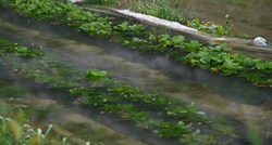 Poplave u Vrgorcu uništile jagode na otvorenom, čeka se na berbu u plastenicima