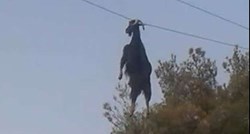 Koza se zaplela u telefonske žice - na visini od 6 metara. Kako je tamo završila?