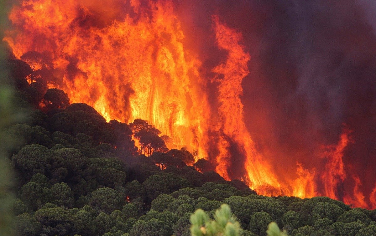 Kako klimatske promjene pogoršavaju šumske požare