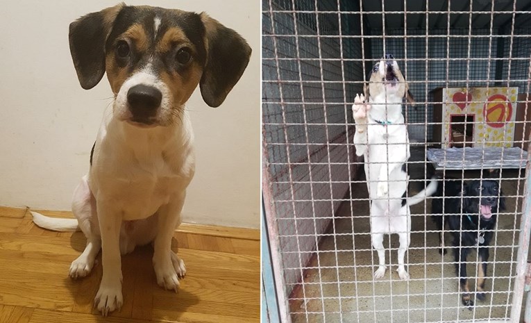 Tužna objava Noine arke: Mi smo slomljeni nakon ovakva dva dana